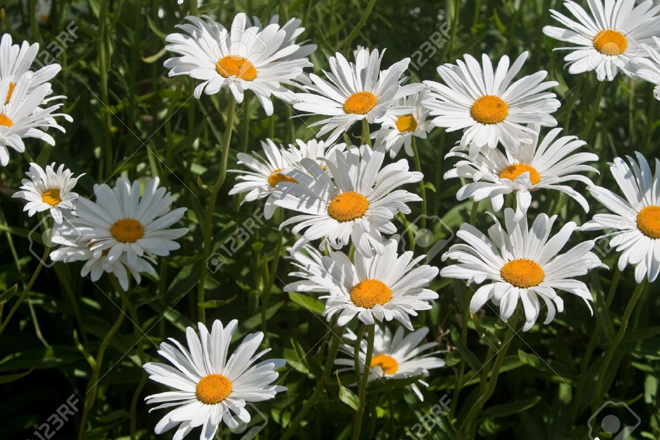  Anthemis nobilis L